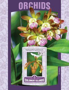 Orchids