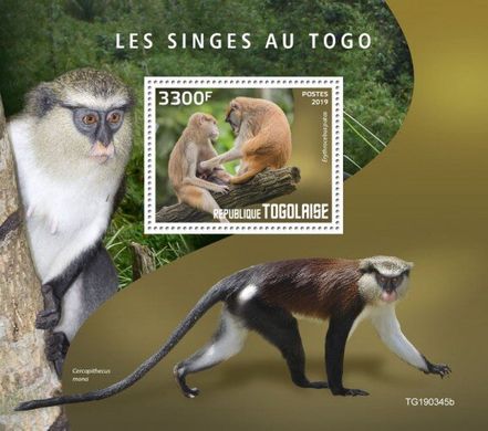 Monkeys in Togo