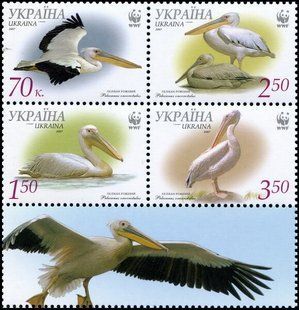 WWF Pelicans