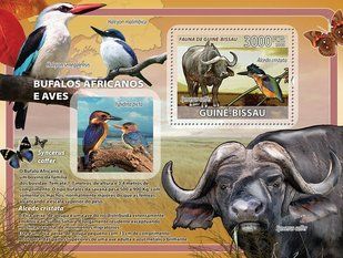 African buffaloes. Birds. Butterflies