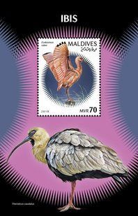 Birds. Ibises