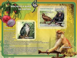 Macaques. Predator birds. Fruit
