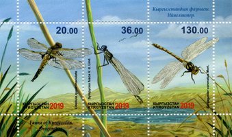Fauna Dagonflies