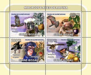 Macaques. Predator birds. Fruit