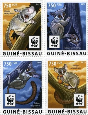 WWF Сенегальський галаго