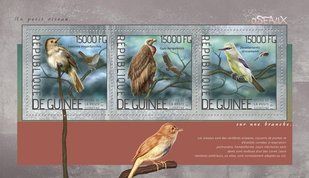 Birds