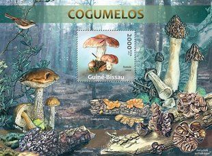 Fungi