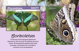 Butterflies