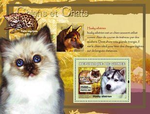 Dogs. Cats