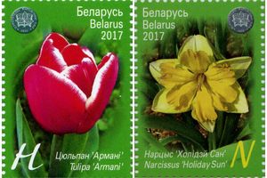 Нарциссы и тюльпаны - весенние подарки. «Белпочта» выпустила почтовые марки «Цветы»