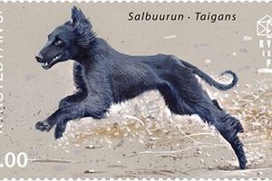 Серия почтовых марок «Охота. Собаки», посвященная «королям гор» и лучшим помощникам охотников