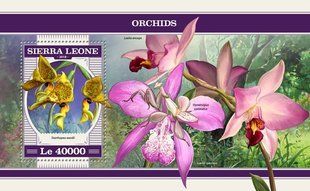 Orchids