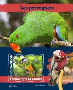Parrots