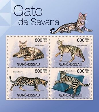 Savannah cats