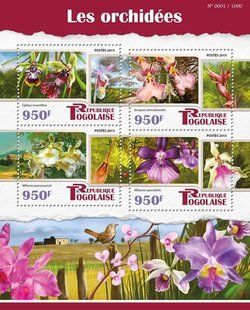Orchids
