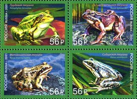 Fauna. Frogs