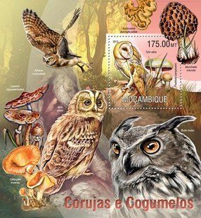 Owls. Fungi