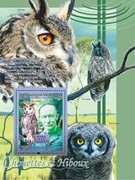 Owls and scouts