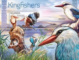 Birds Kingfisher