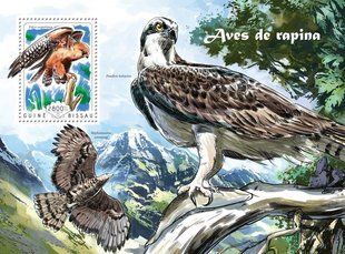 Predator birds