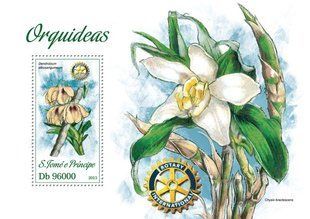 Orchids