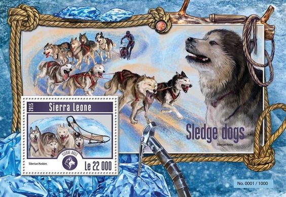 Sled dogs