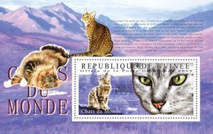 Cats