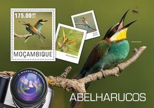 Birds. Bee-eaters