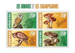 Owls. Fungi