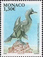 Mediterranean cormorant