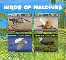 Птицы Мальдив