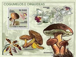 Mushrooms and orchids