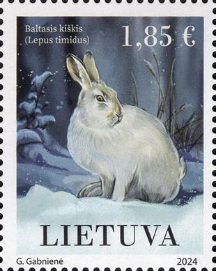 White hare