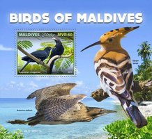 Птицы Мальдив