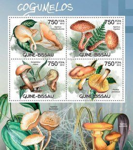 Fungi