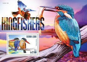 Kingfisher Birds