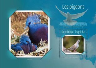 Pigeons