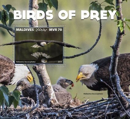 Predator birds