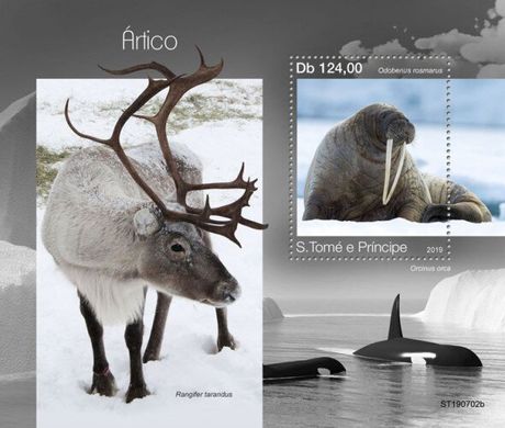 Арктичні тварини